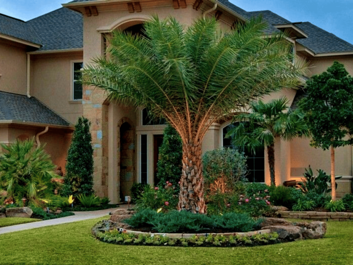The Top 10 Palm Trees for Texas & Where to Plant Them!