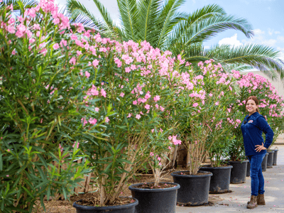 pink flowering oleander for sale at moon valley nurseries
