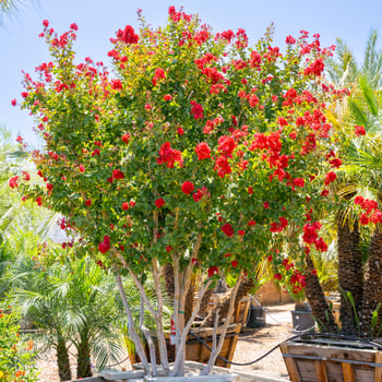 Red Crape Myrtle Tree