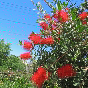 Bottlebrush Blooms