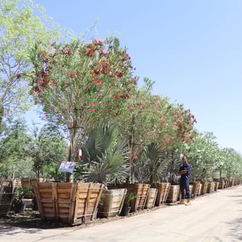 Red Oleander Trees