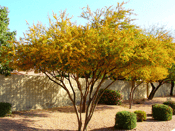 Acacia dulce con flores amarillas