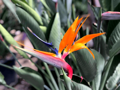 Tropical Bird of Paradise Flowers