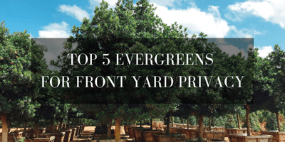 front yard privacy evergeens