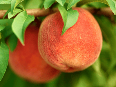 Peach Trees for sale at Moon Valley Nurseries