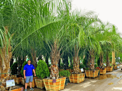 Hybrid King Piru Palms for sale at Moon Valley Nurseries