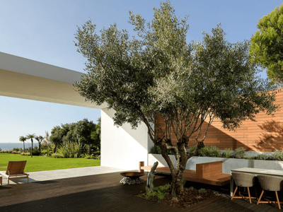 Modern coastal landscaped courtyard with olive tree
