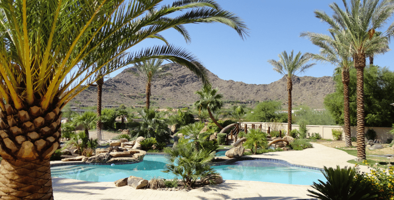Phoenix Pool Landscape Design with pygmy date palm trees