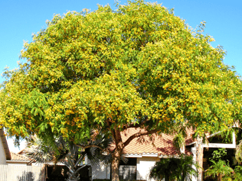 Tipu Tree with Yellow Flowers