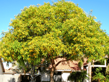 Tipu Tree for sale at Moon Valley Nurseries with Yellow Flowers