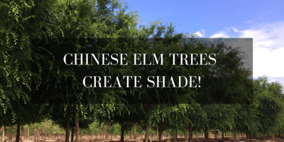 chinese elms are one of the best shade trees