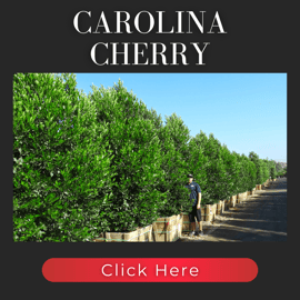 Carolina Cherry