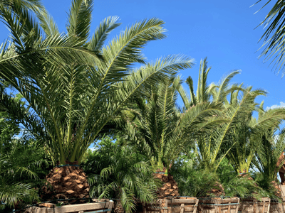 Pineapple palms for sale at moon valley nurseries
