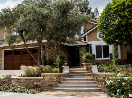 Olive tree for curb appeal in front yard of home