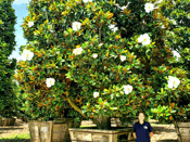 Gran Magnolia con Enormes Flores blancas