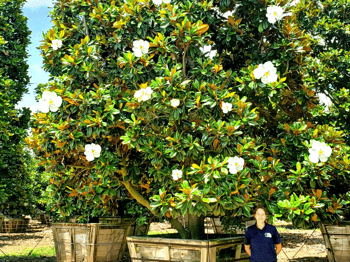 Large Magnolia Tree with Huge White Flowers