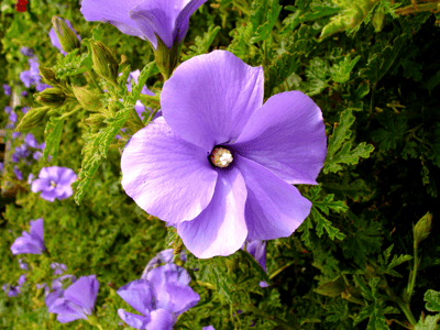 Blue Hibiscus Flower