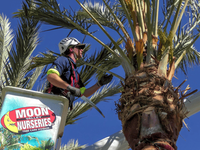 Trimming date palm trees