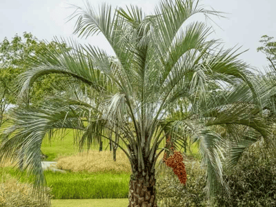 Pindo Palms for sale at Moon Valley Nurseries
