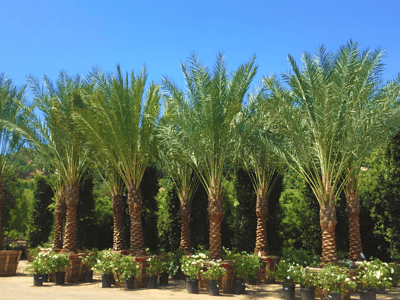 Resort style date palms™ for sale at moon valley nurseries