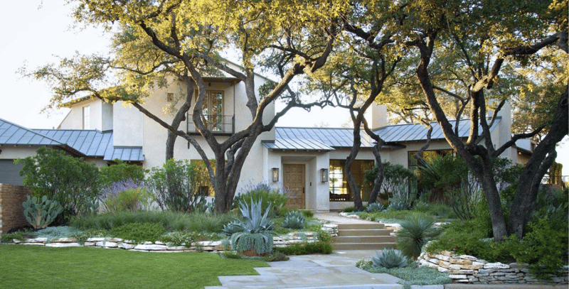 Chilean Mesquites planted in front yard landscaping