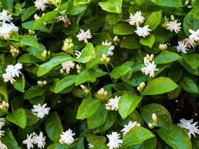 Arabian Jasmine