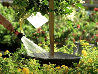 Watering plants at nursery