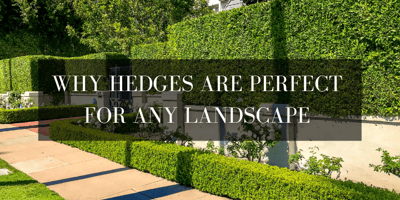 hedges for southern california