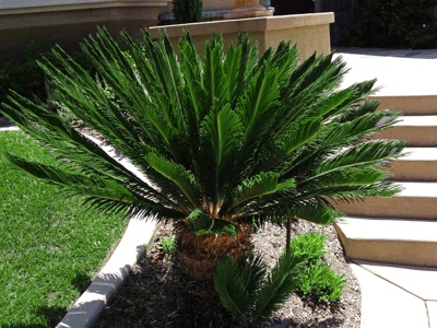 Sago Palms for sale at Moon Valley Nurseries