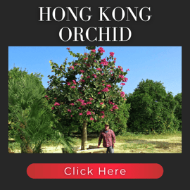 Hong Kong Orchid Tree