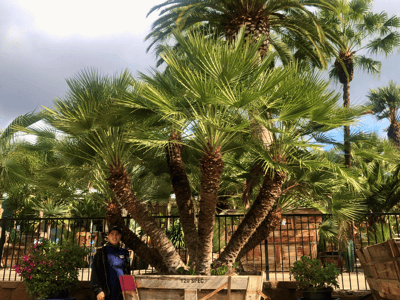 Mediterranean fan palm for sale at moon valley nurseries