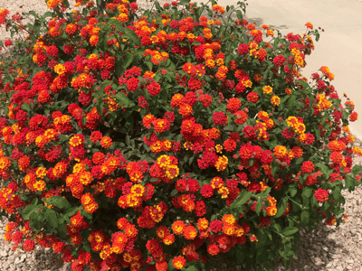 red, orange, magenta, and yellow Lantana