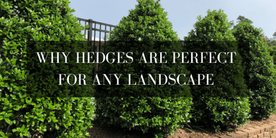 perfect hedges