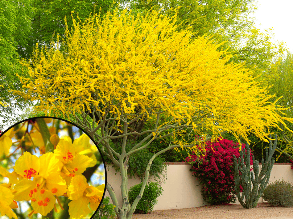 The Top 5 Yellow Flowering Trees