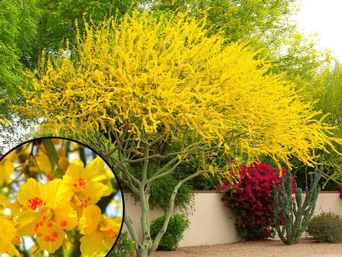 A Golden Symphony: Unveiling the Splendor of Yellow Flowering Trees in Australia