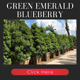 Green Emerald Japanese Blueberry