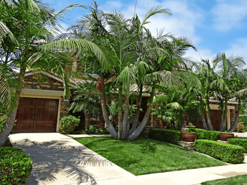 The Top 10 Palm Trees for California & Where to Plant Them