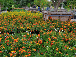 radiation fire mound lantana for sale at moon valley nurseries
