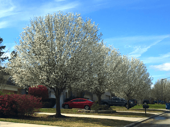 White Flowers on a Flowering Pear