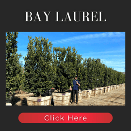 Sweet Bay Laurel