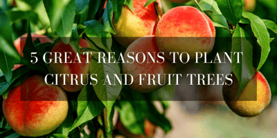 reasons to plant fruit and citrus 