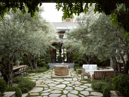 peaceful courtyard with olive trees