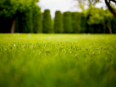 Grass - beautiful green lawn