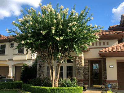 Crape Myrtle white blooms in front yard