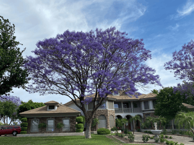 Jacaranda, a tree with Purple flowers