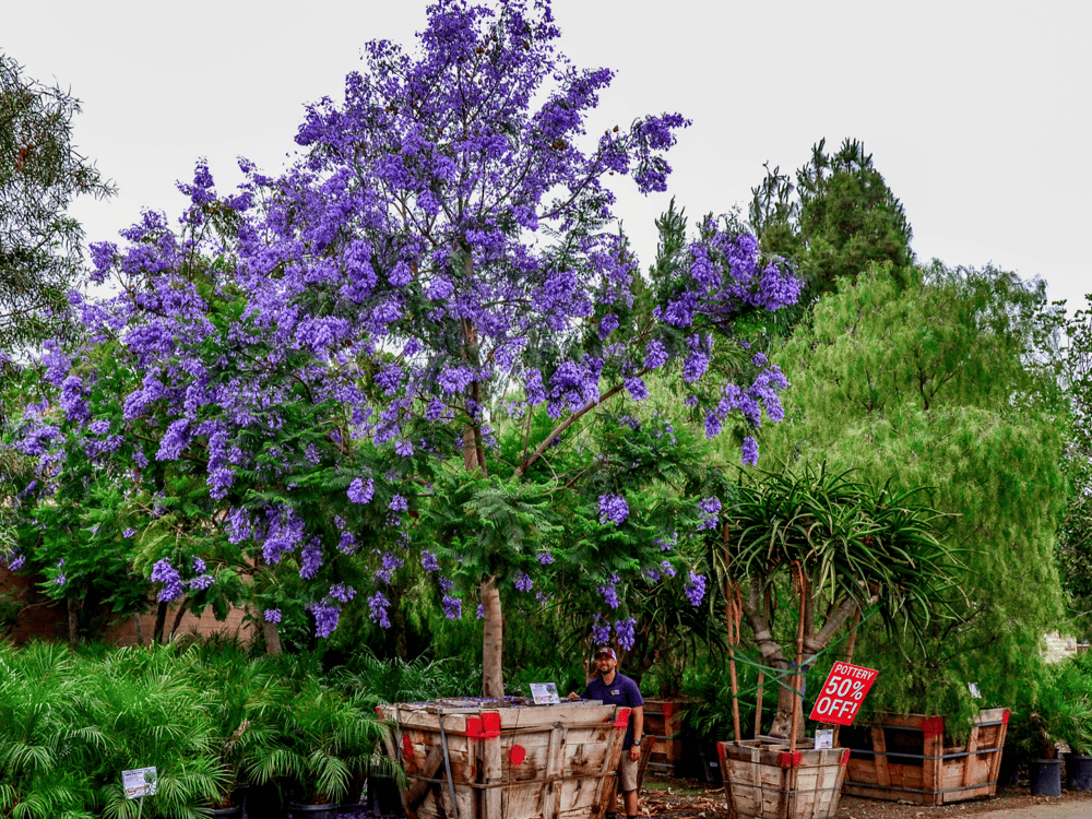 JACARANDA A FASTGROWING EVERGREEN TREE WITH BRILLIANT PURPLE FLOWERS