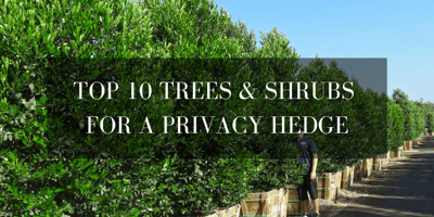 top 10 trees and plants for a privacy hedge