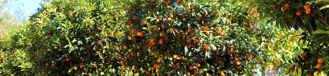 Citrus trees for sale at moon valley nurseries