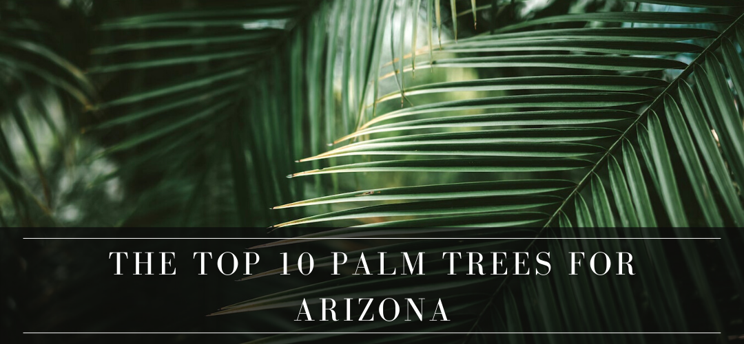 The Top 10 Palm Trees for Arizona & Where to Plant Them!