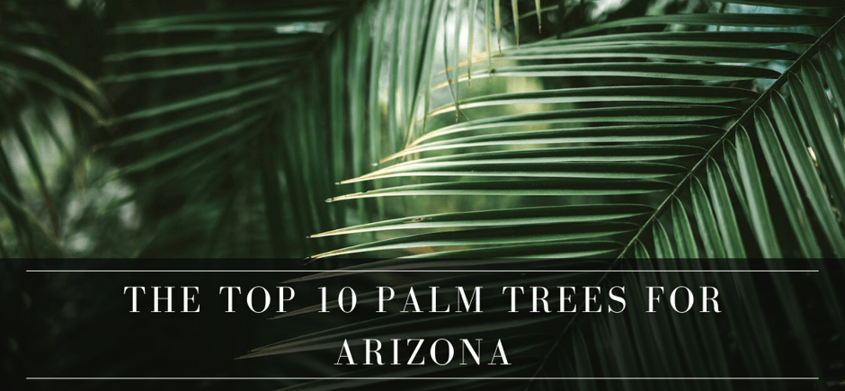 top 10 palm trees for Arizona header